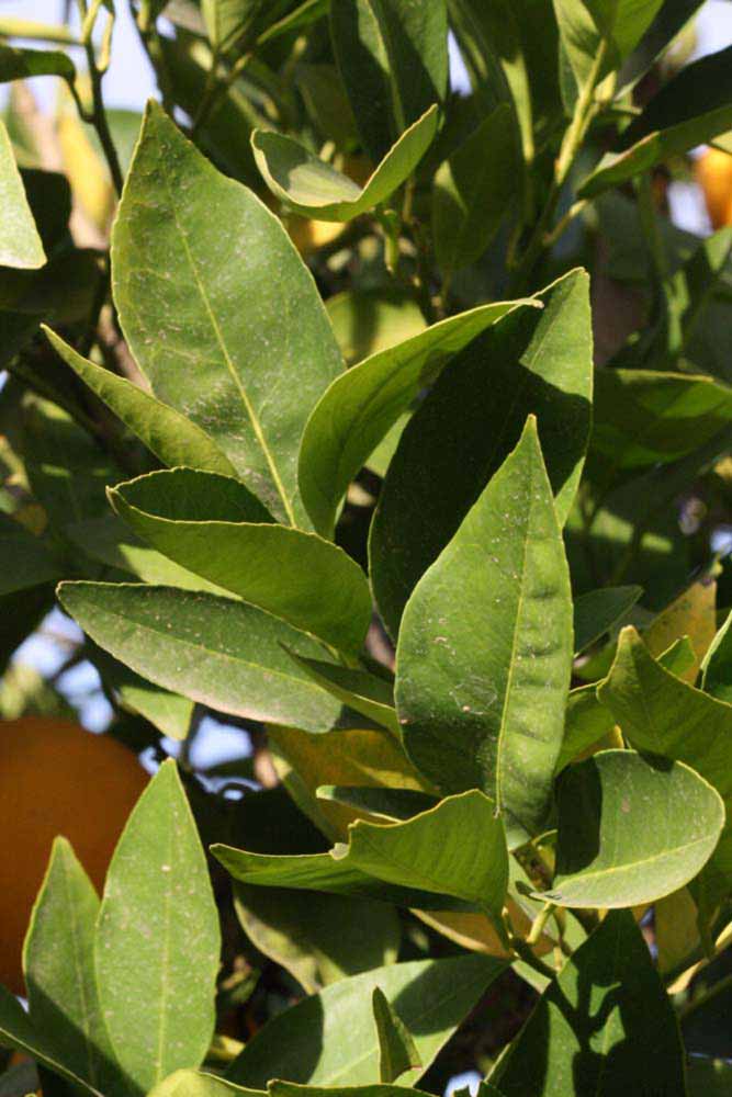            Sun leaves (Riverside, CA)   